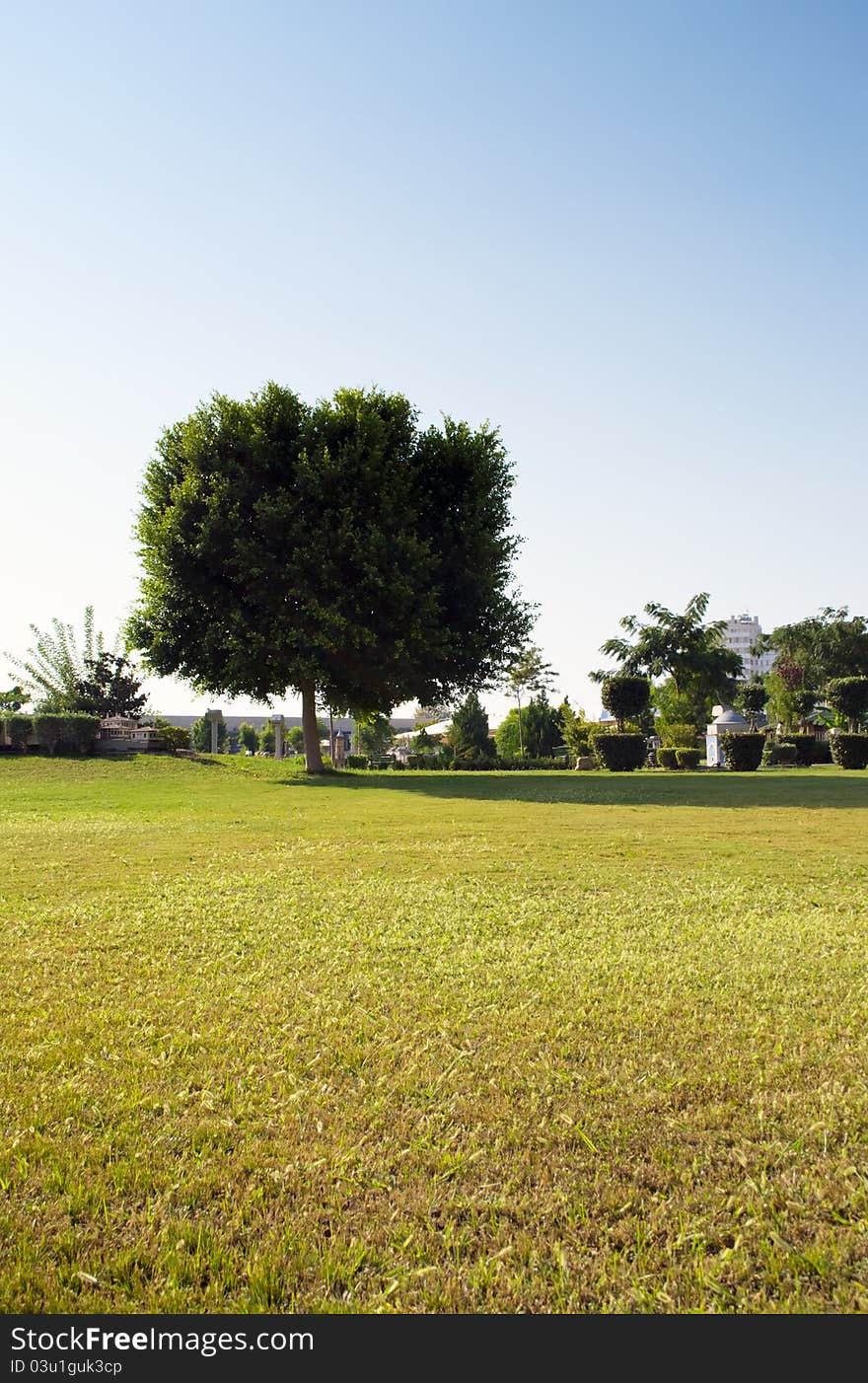 Single big tree in a park outdoor