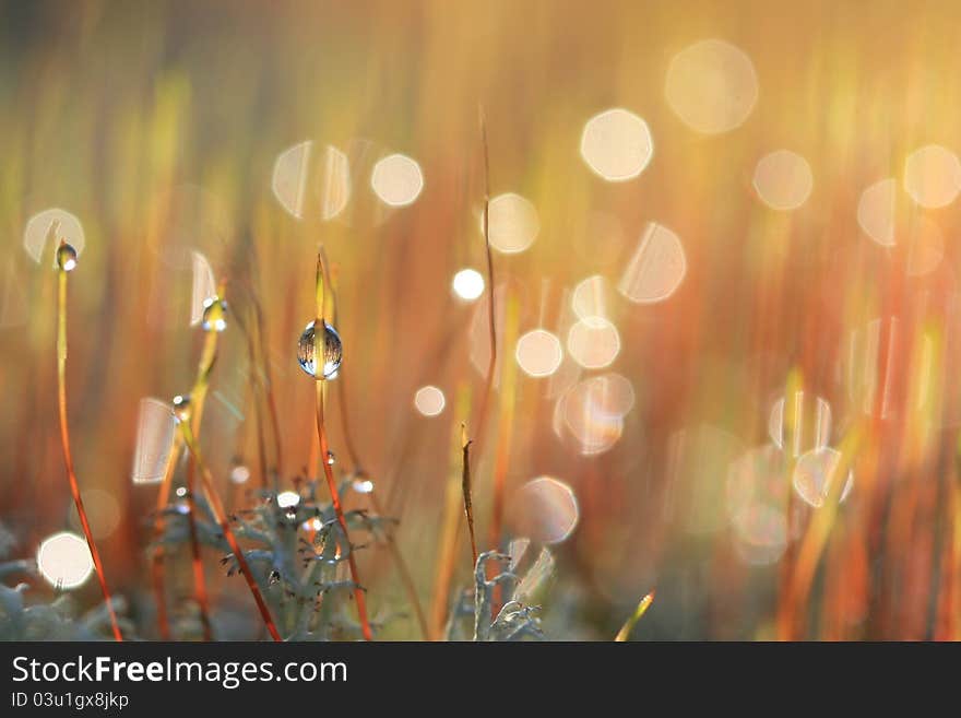 A herbage buttons with water drops close up shot. A herbage buttons with water drops close up shot.