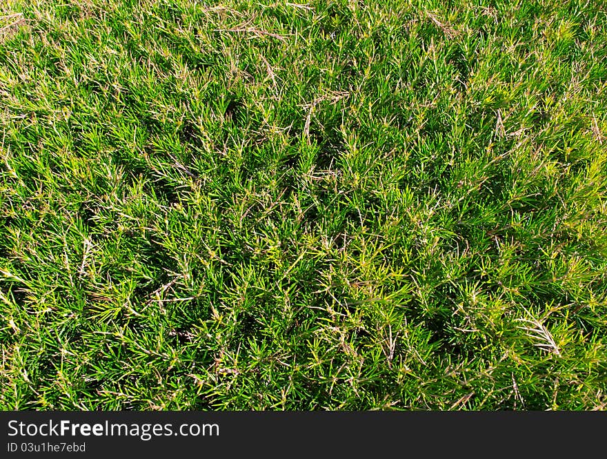 Closeup evergreen tree