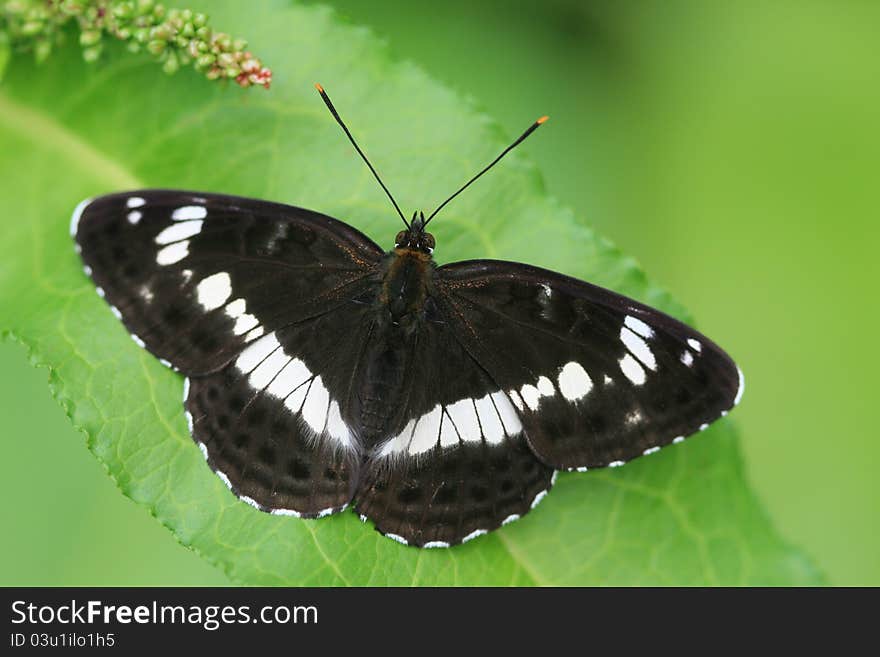 Close up view of a black butterfly on a green leaf of flower. Close up view of a black butterfly on a green leaf of flower