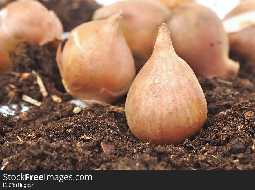 Spring-flowering bulbs placed on the ground