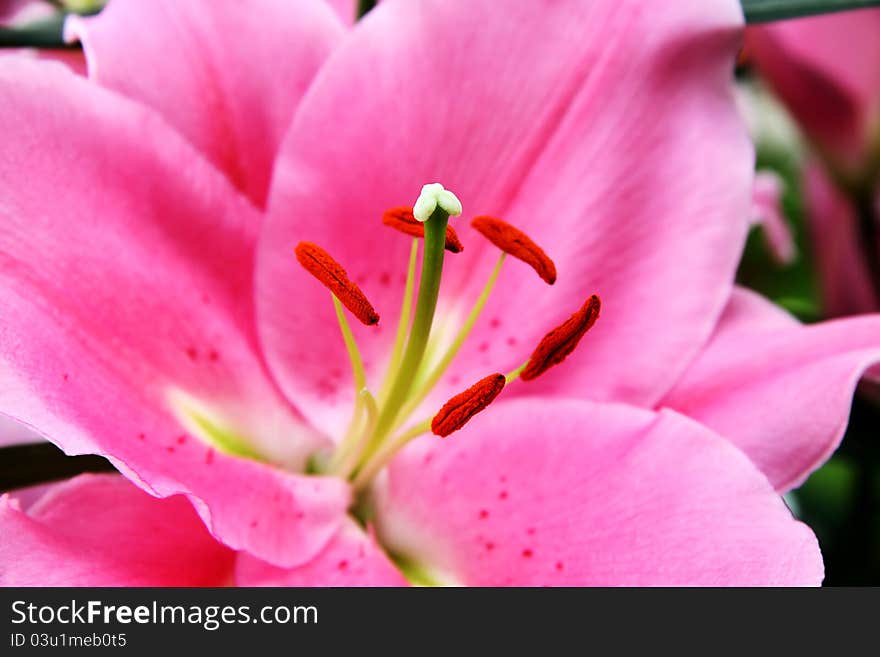 Pink lilies