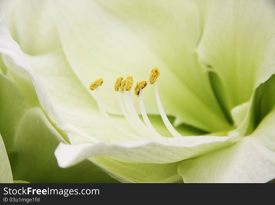 Stamens and pestles close up. Stamens and pestles close up