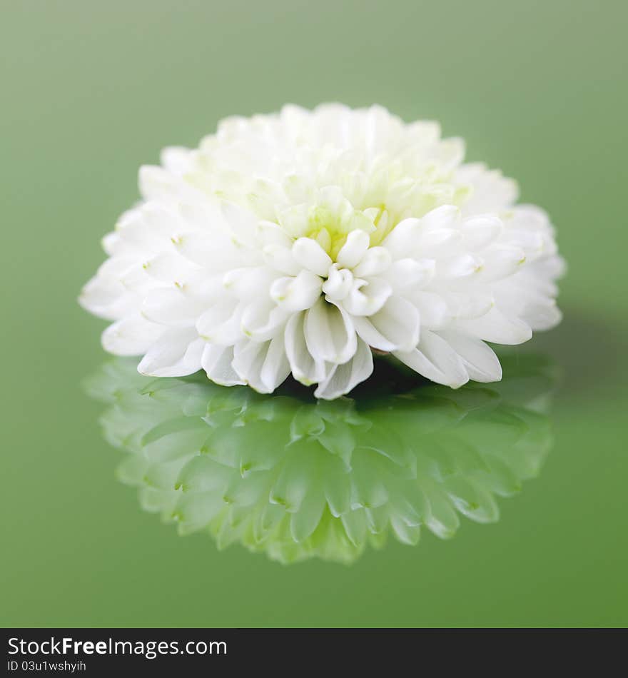 White flower on green background