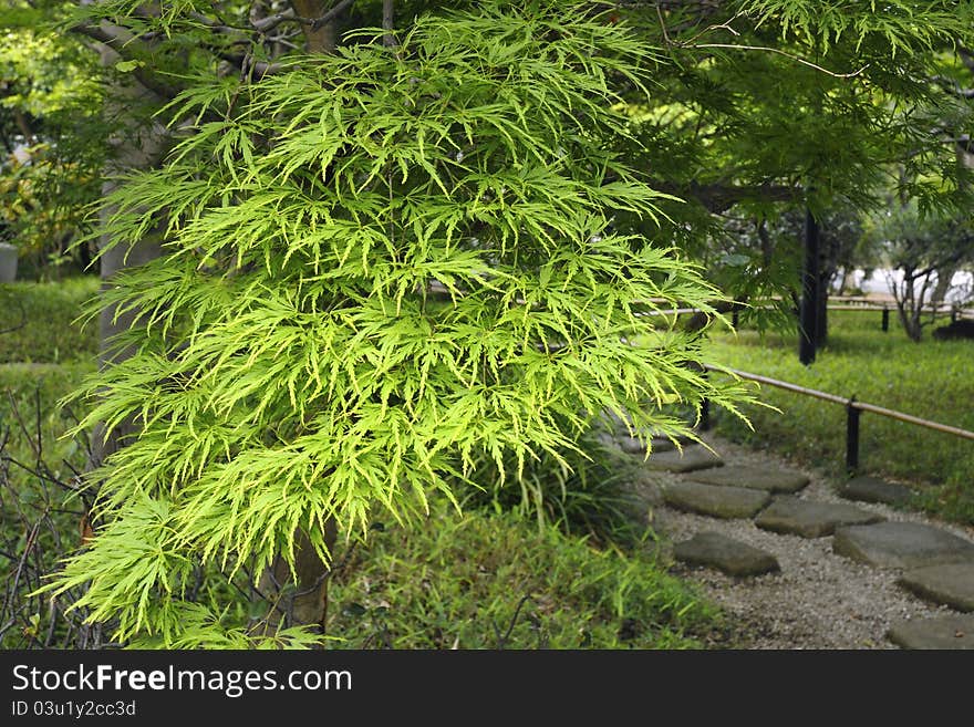 Branch of green decoration maple tree in Japanese garden by summer time. Branch of green decoration maple tree in Japanese garden by summer time