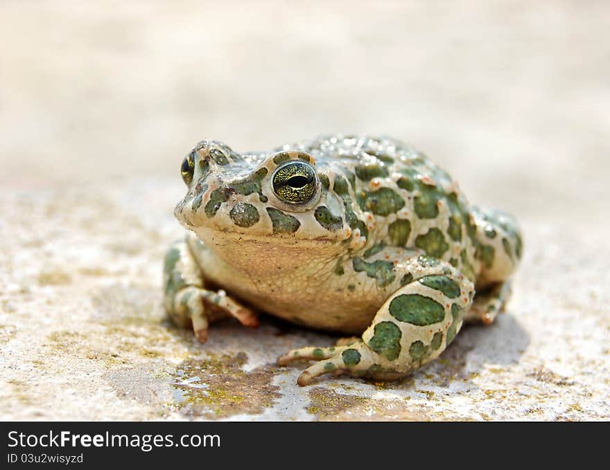 Big brown toad with green spots. Big brown toad with green spots