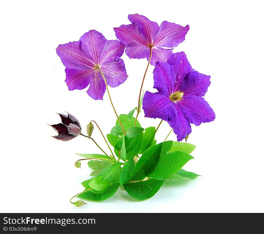 Beautiful violet flower isolated on white