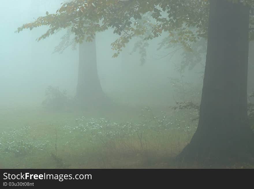 Trees in fog