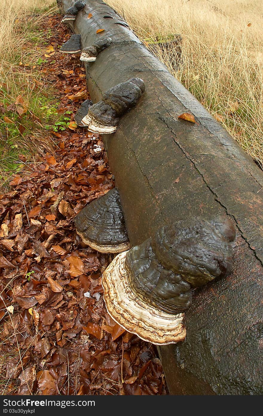 Mushrooms On Trunk