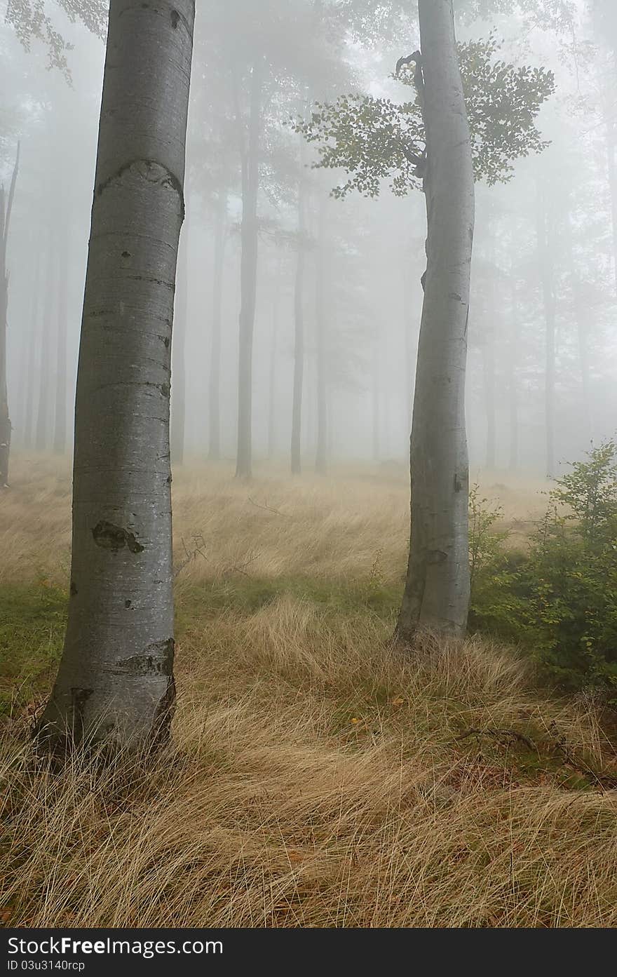 Beechwood with fog in backcloth.