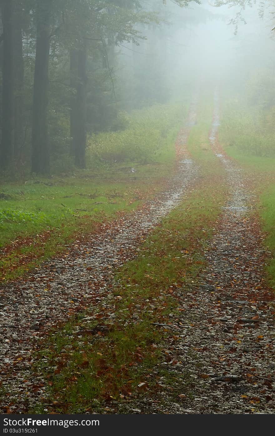 Wood autumn way with fog in backcloth. Wood autumn way with fog in backcloth.