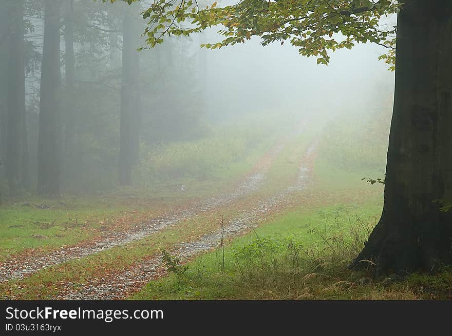 Forest road tree with vapoury backcloth. Forest road tree with vapoury backcloth.