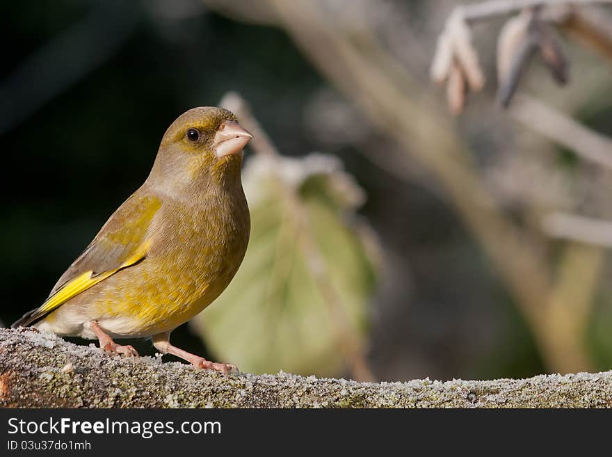 Greenfinch