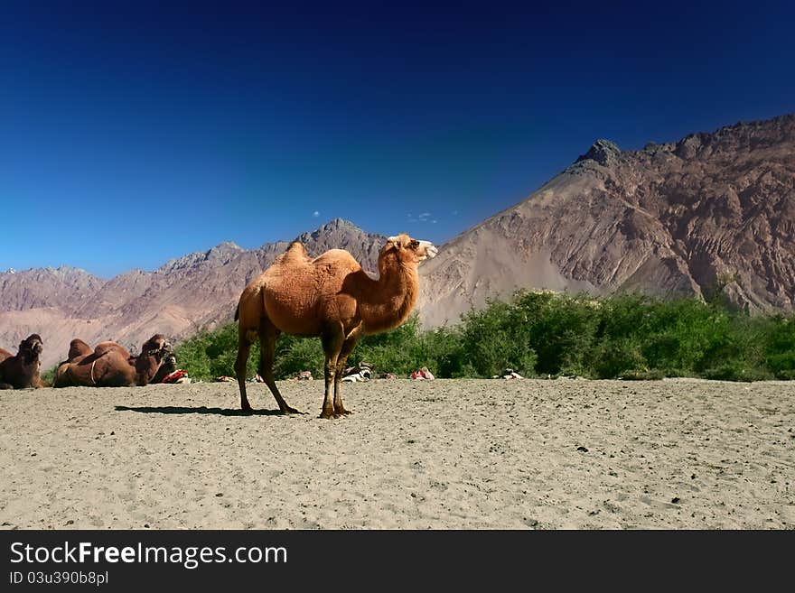 Bactrian Camels on the  Nubra Valley