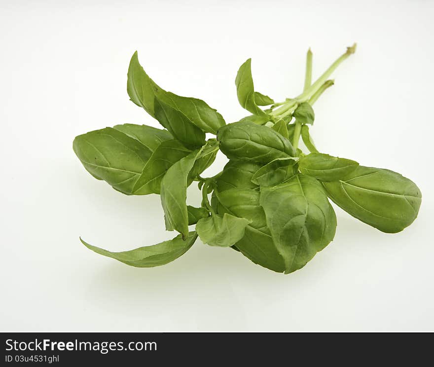 Fresh Basil (Ocimum Basilicum)