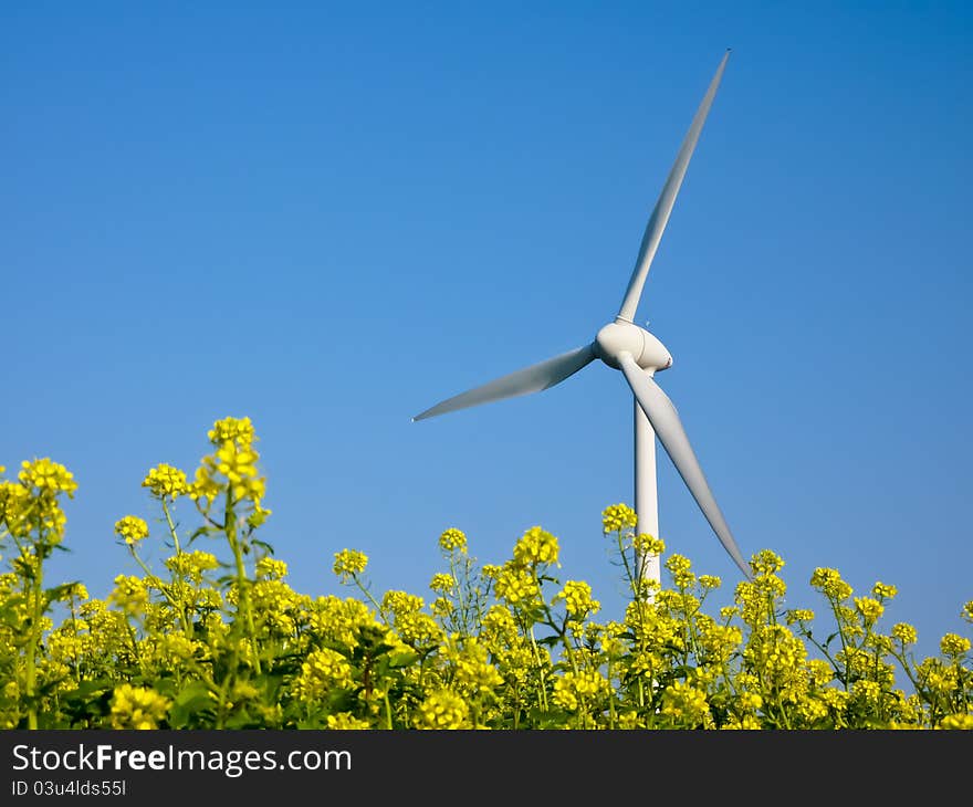 Yellow canola filed with windmill. Yellow canola filed with windmill