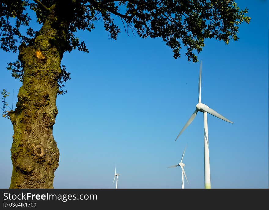 Old oak tree with windmills. Old oak tree with windmills