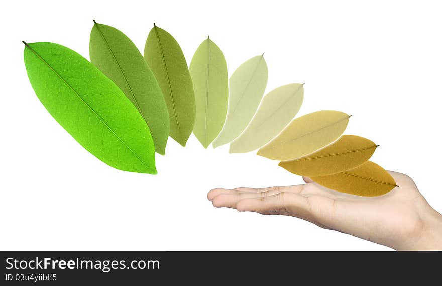 The concept of a new life by the leaves and hands. The concept of a new life by the leaves and hands.