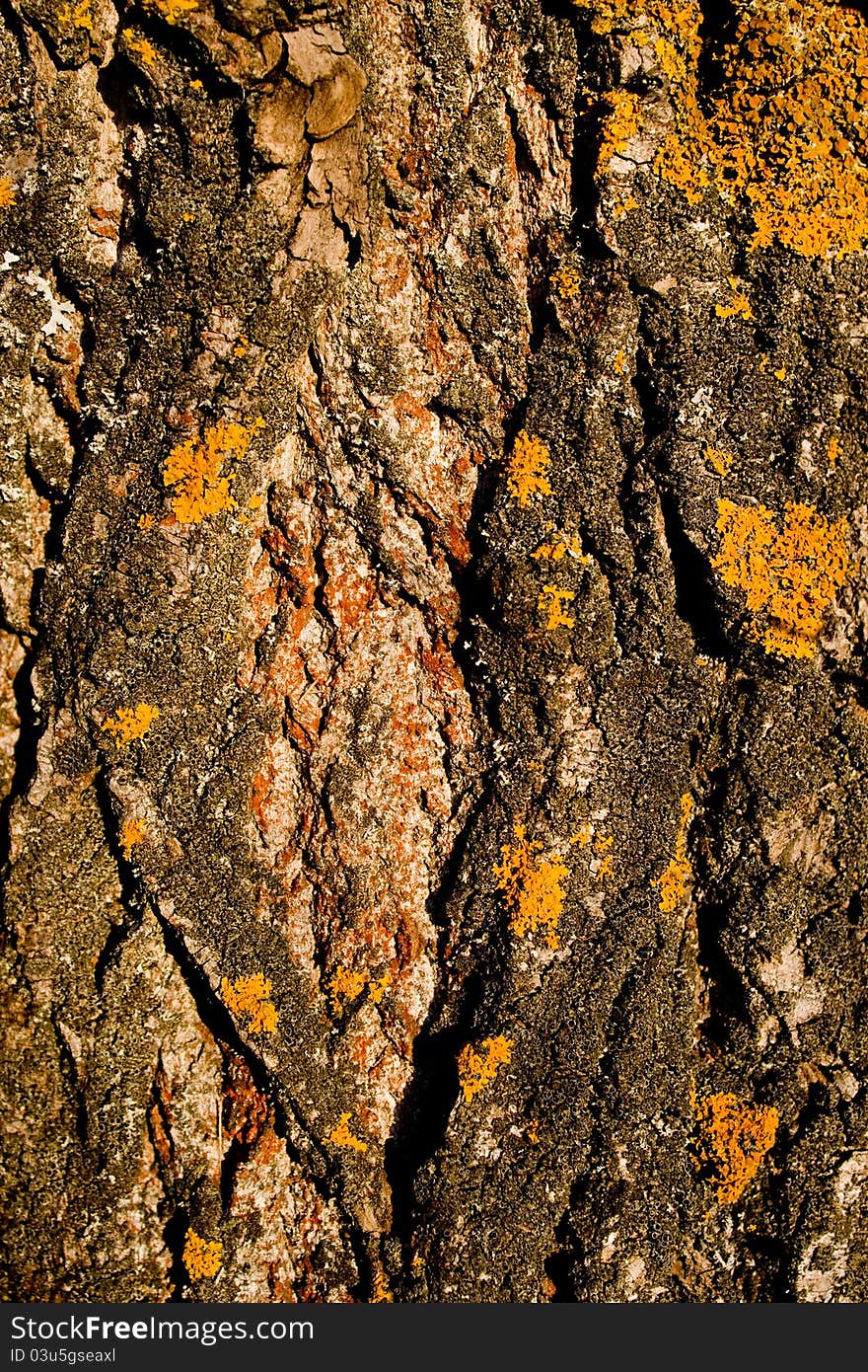 Close up of poplar bark