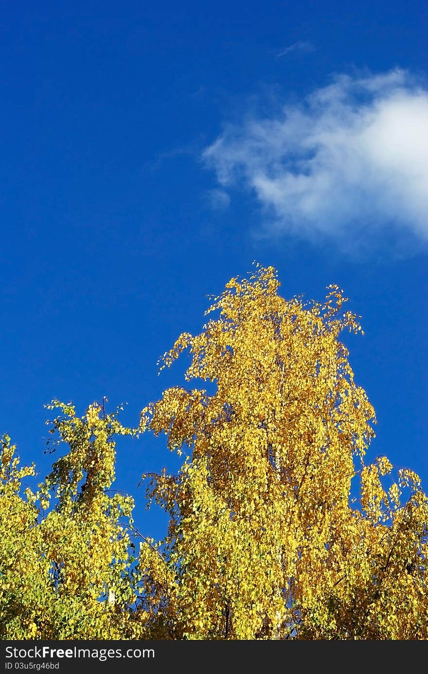 Yellow crown of a birch in autumn against the background of the sky with a cloud. Yellow crown of a birch in autumn against the background of the sky with a cloud