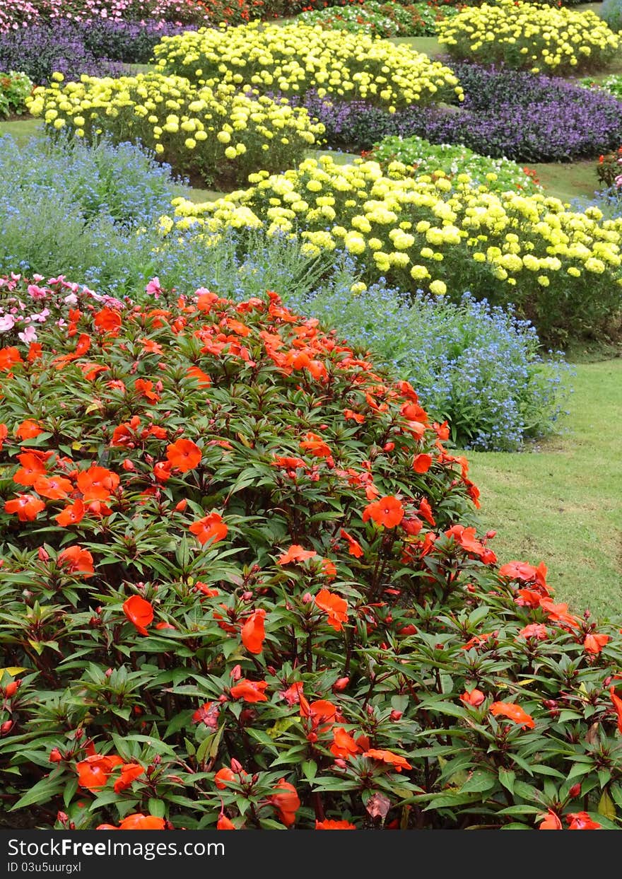 Colorful flowers