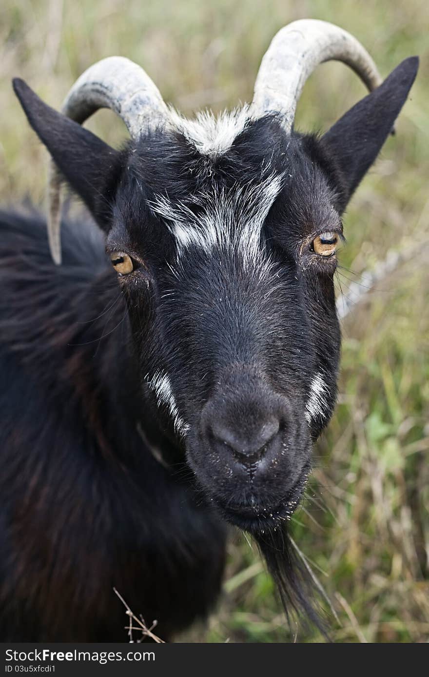 Goat grazed on a meadow close up