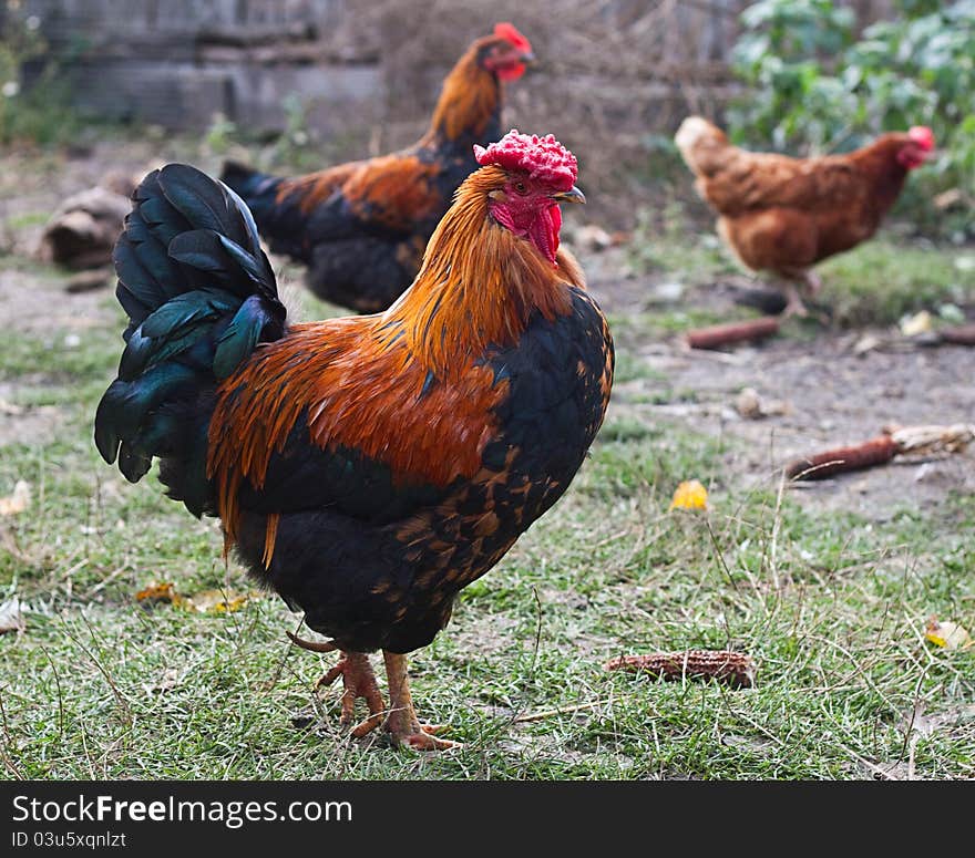 Nice cock in the countryside