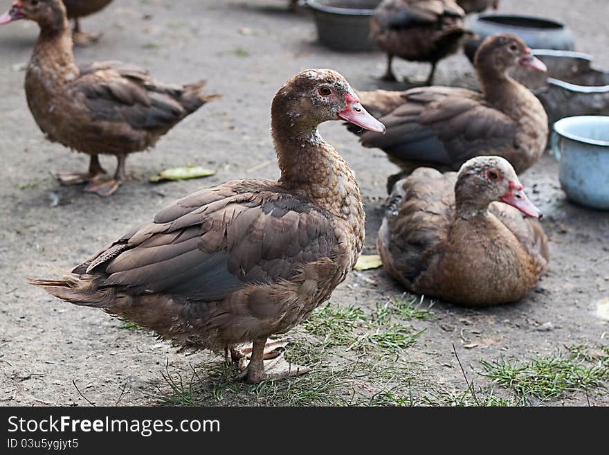 Ducks walking down poultry yard