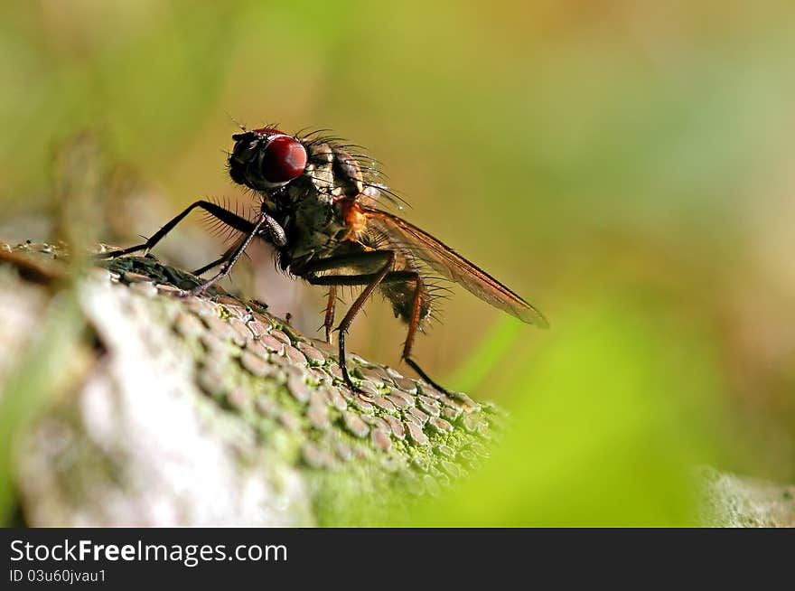 Small fly on a piece of wood. Small fly on a piece of wood