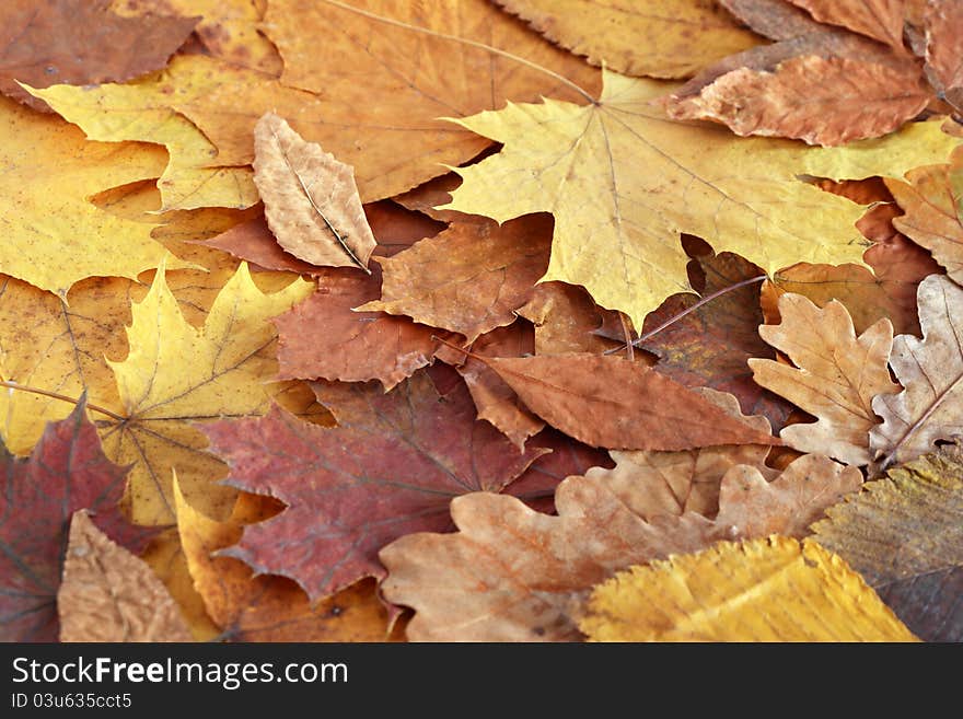 Dry Leaves Background