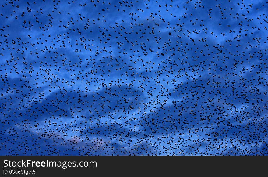 A murmuration of Starlings on a winter evening