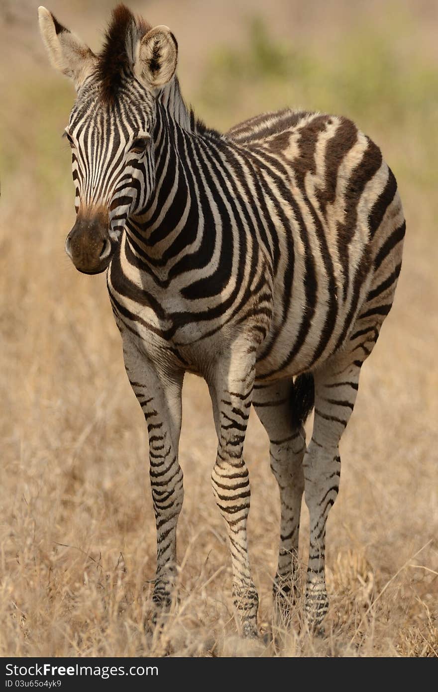 Little Plains Zebra