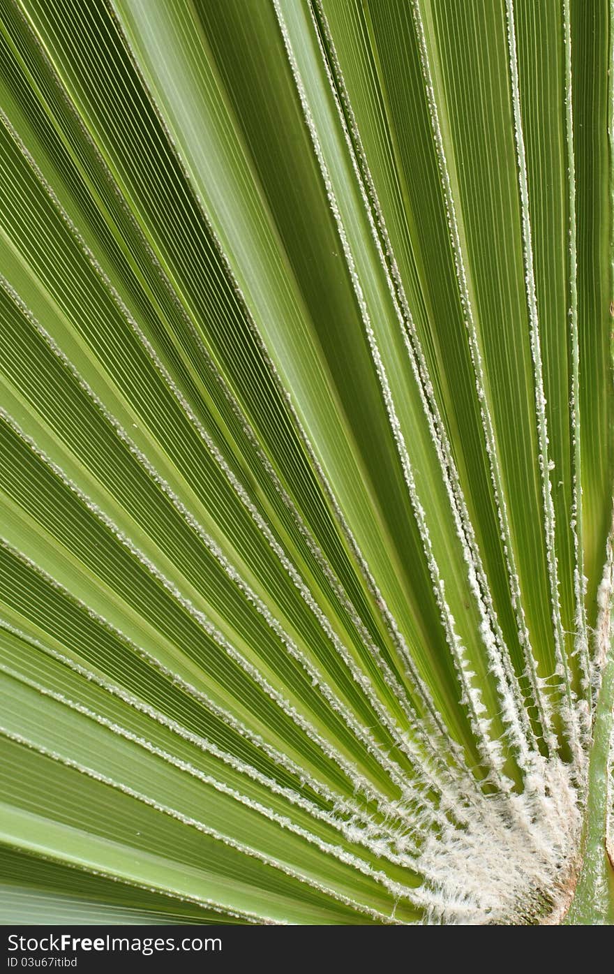 Closeup of green leaf of fan palm