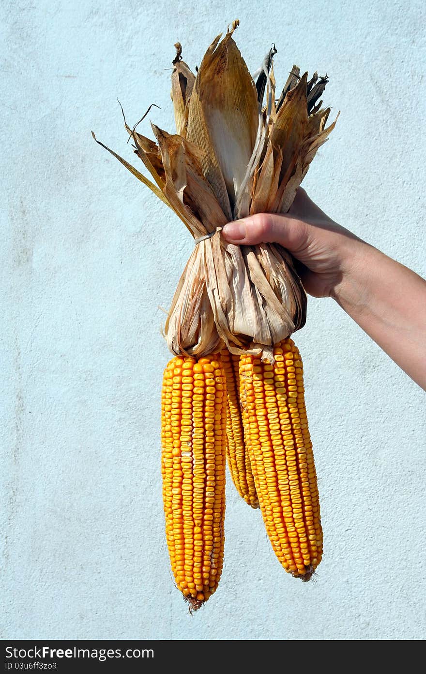 Three ears of yellow corn held in the hand. Three ears of yellow corn held in the hand