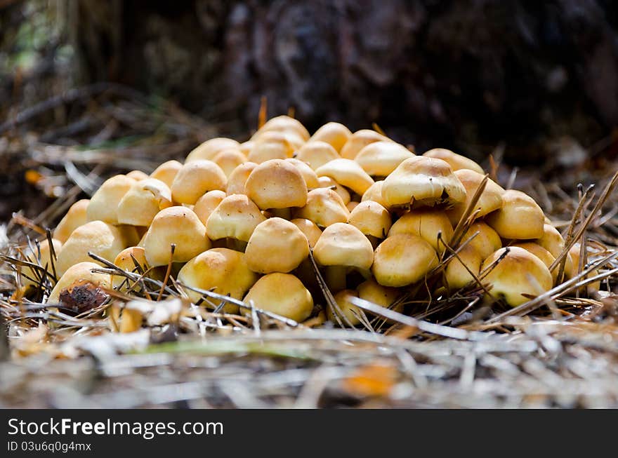 Mushrooms in the forest close to the blurred background. Mushrooms in the forest close to the blurred background