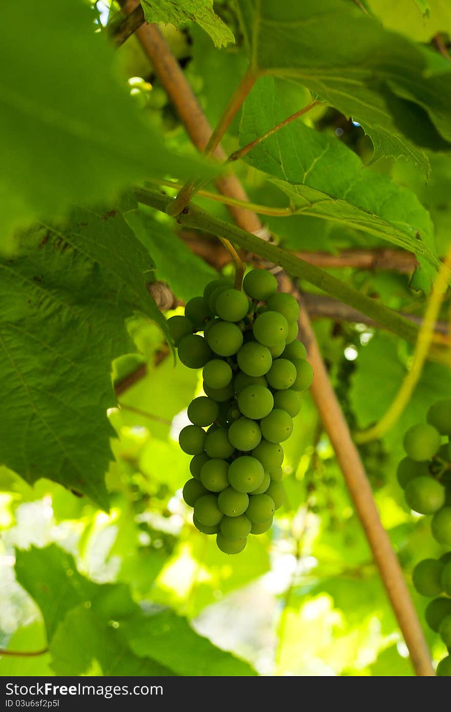 Cluster of green grape growing in vineyard