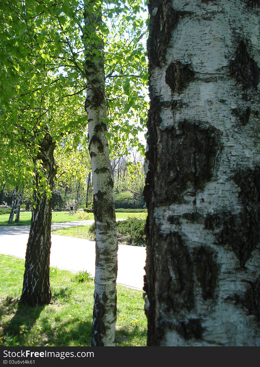 Couple of birch trees in a park. Couple of birch trees in a park