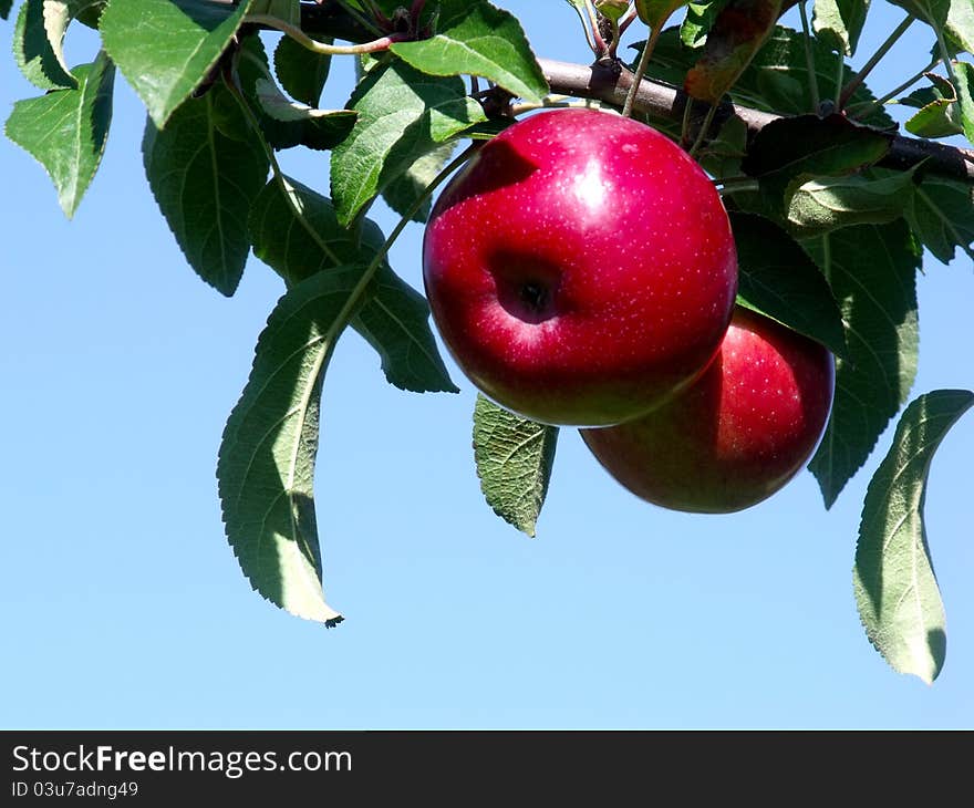 Apples on a Branch