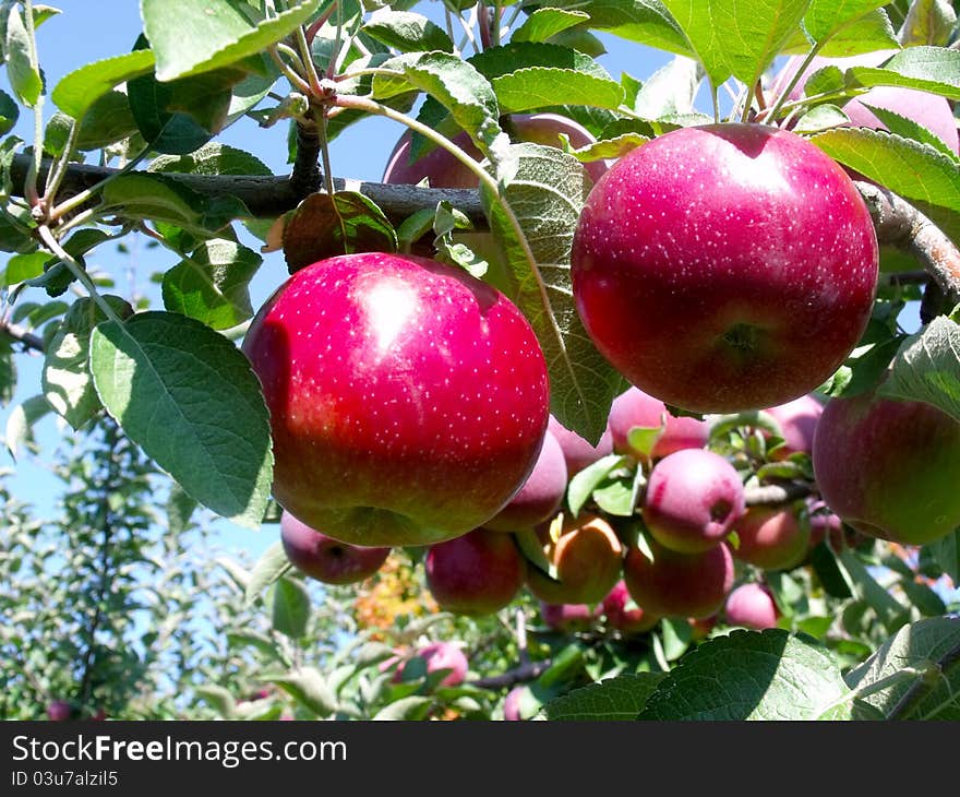 Many shiny red apples hang from a branch of a tree. Many shiny red apples hang from a branch of a tree