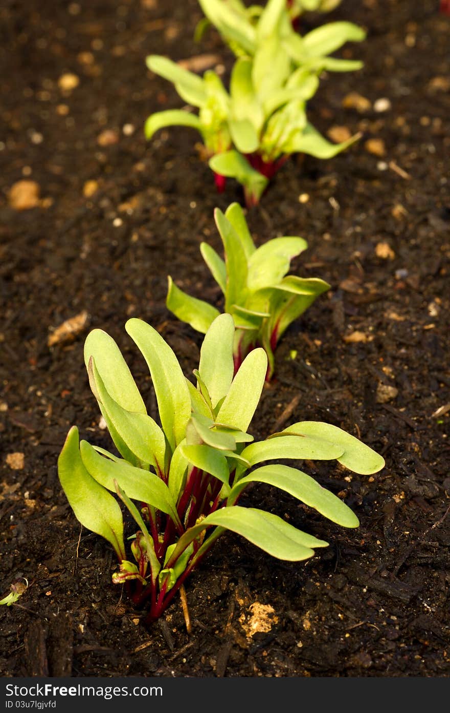 Garden Plant Seedlings