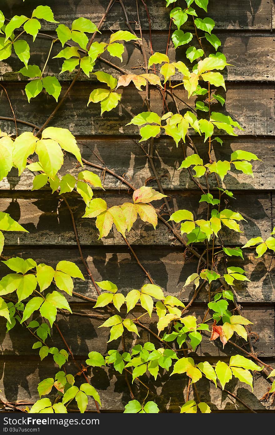 Ivy on the wood  wall