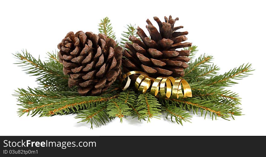 Two cones on twigs of the spruce. Two cones on twigs of the spruce