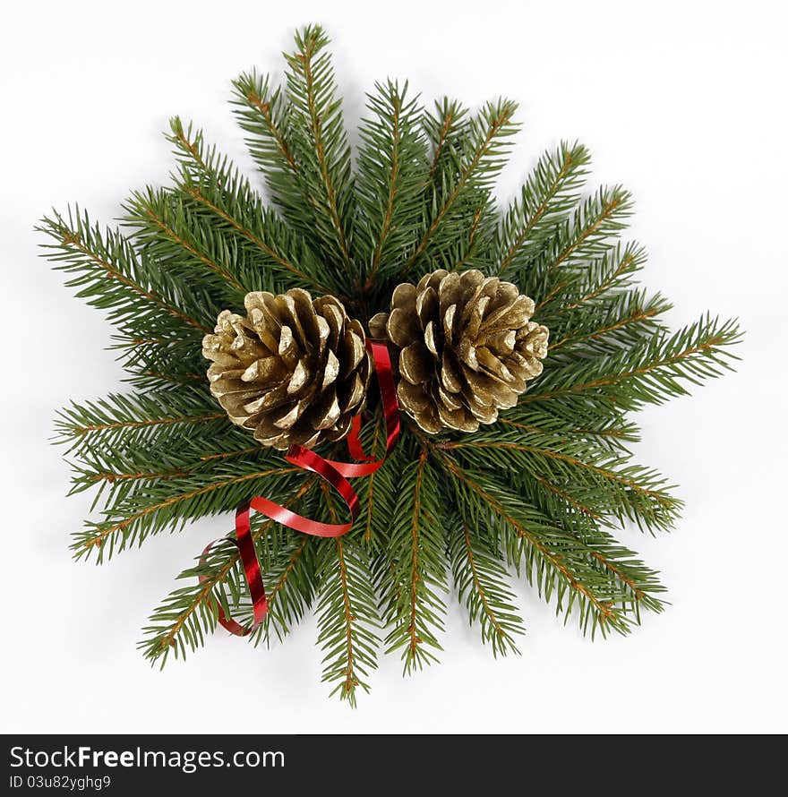 Two cones on twigs of the spruce. Two cones on twigs of the spruce