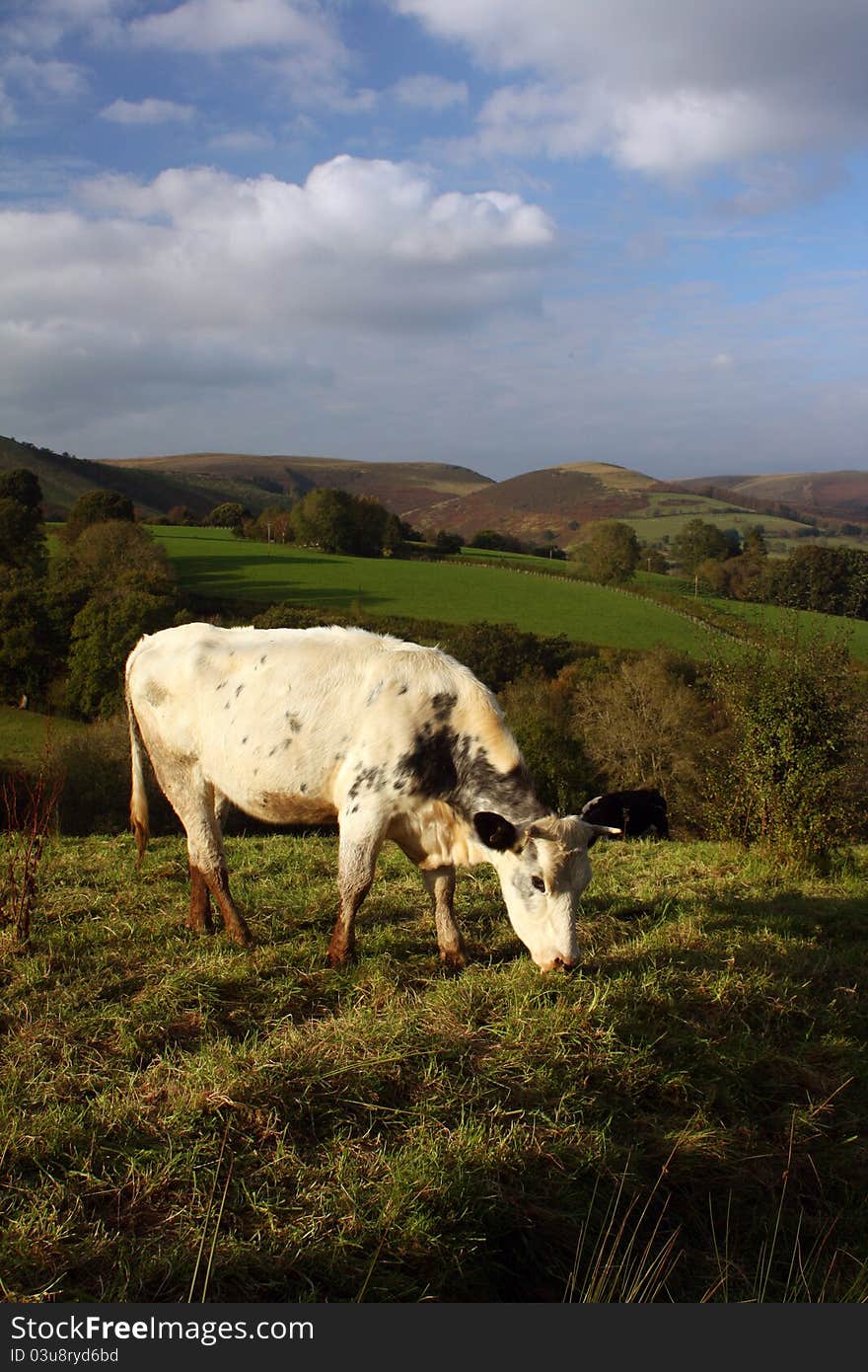 Cow Grazing in the Welsh Hills