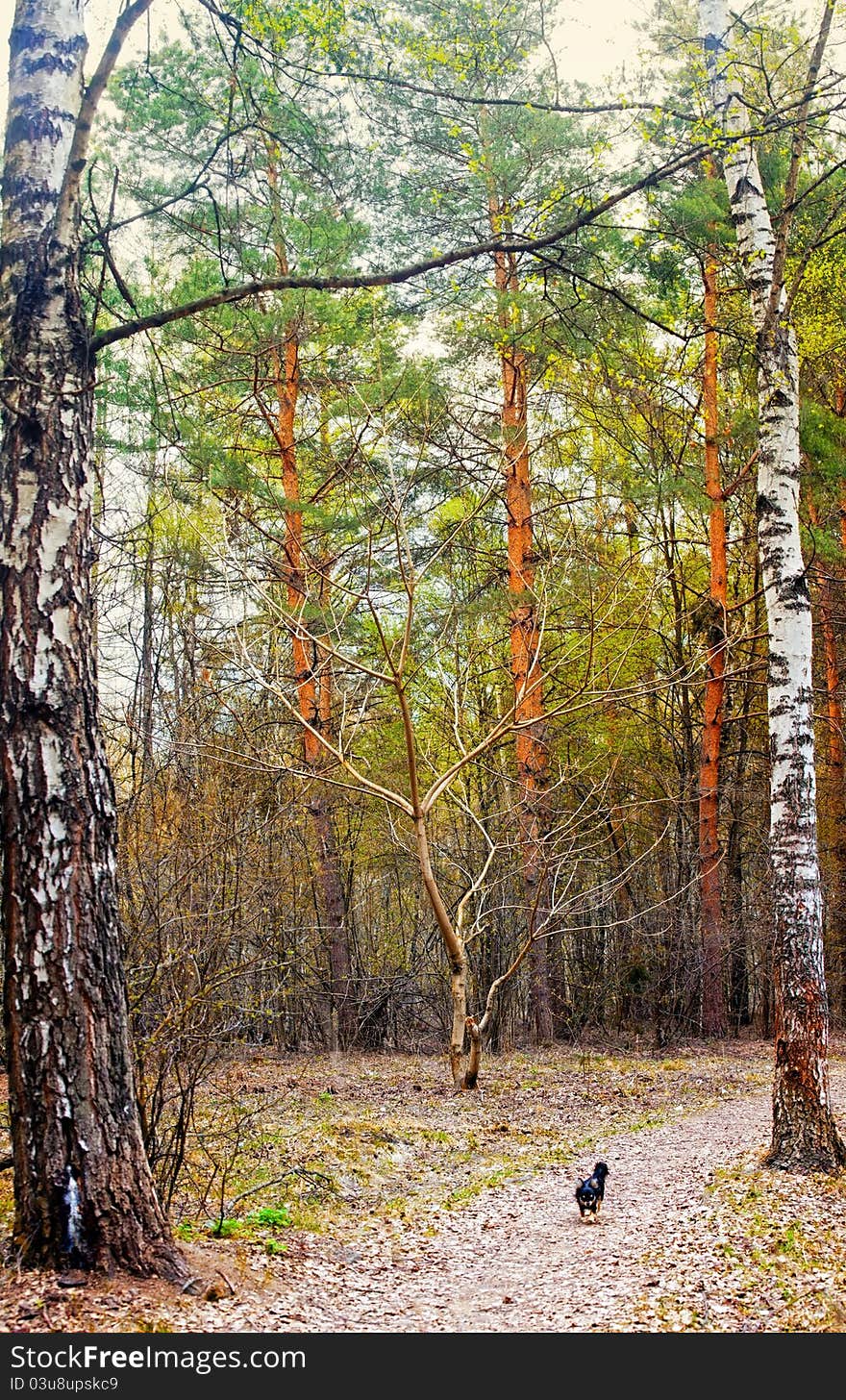 Early spring in a park