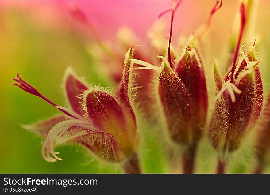 Close up of geramium buds in spring. Close up of geramium buds in spring