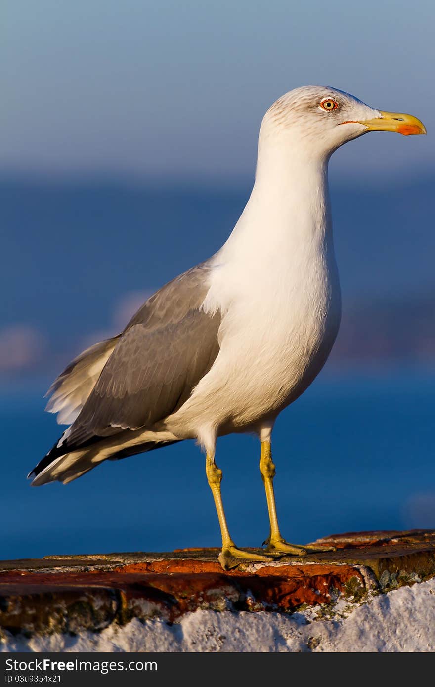 Seagull  poses in the sunrise light