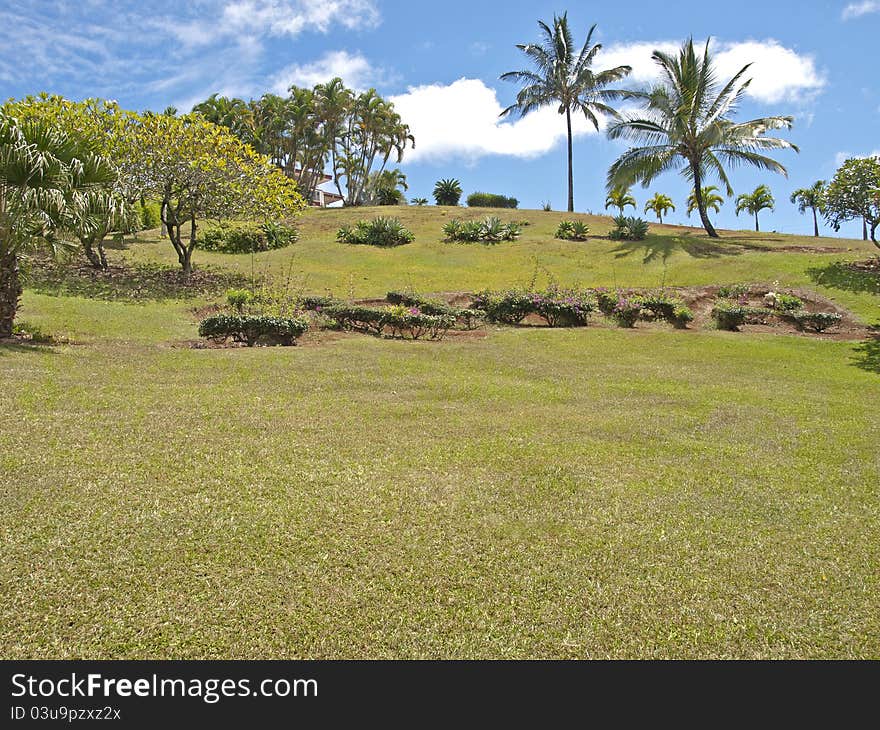 Expansive lawn in tropical climate with palm trees. Expansive lawn in tropical climate with palm trees