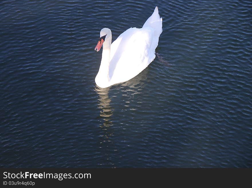 Swan gliding on the waters of Manhattan beach gulf, in Brooklyn , New York. Swan gliding on the waters of Manhattan beach gulf, in Brooklyn , New York