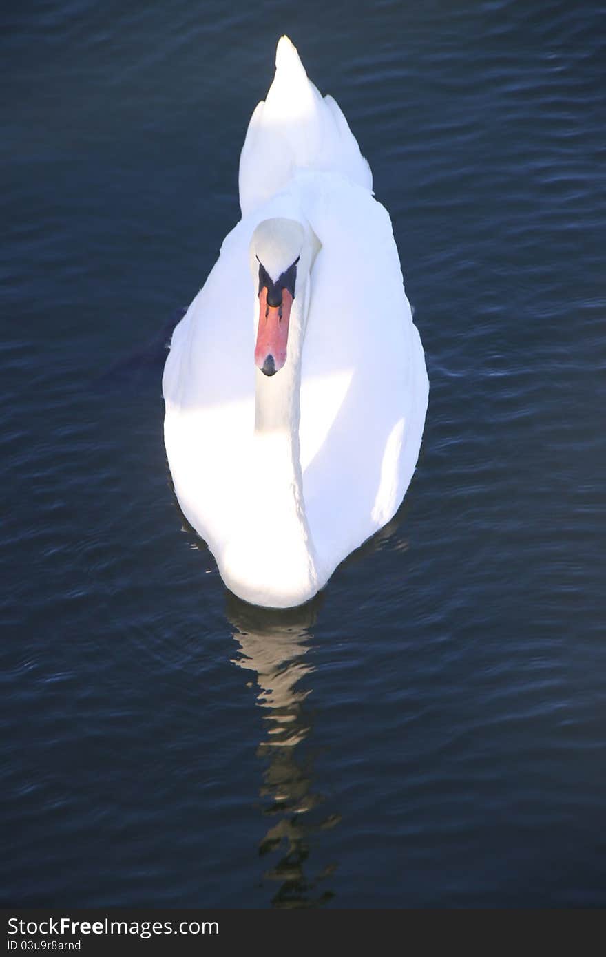 Swan gliding on the waters of Manhattan beach gulf, in Brooklyn , New York. Swan gliding on the waters of Manhattan beach gulf, in Brooklyn , New York